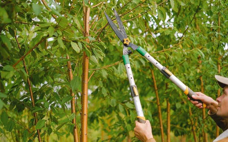 Tree trimming in Garrison, IA